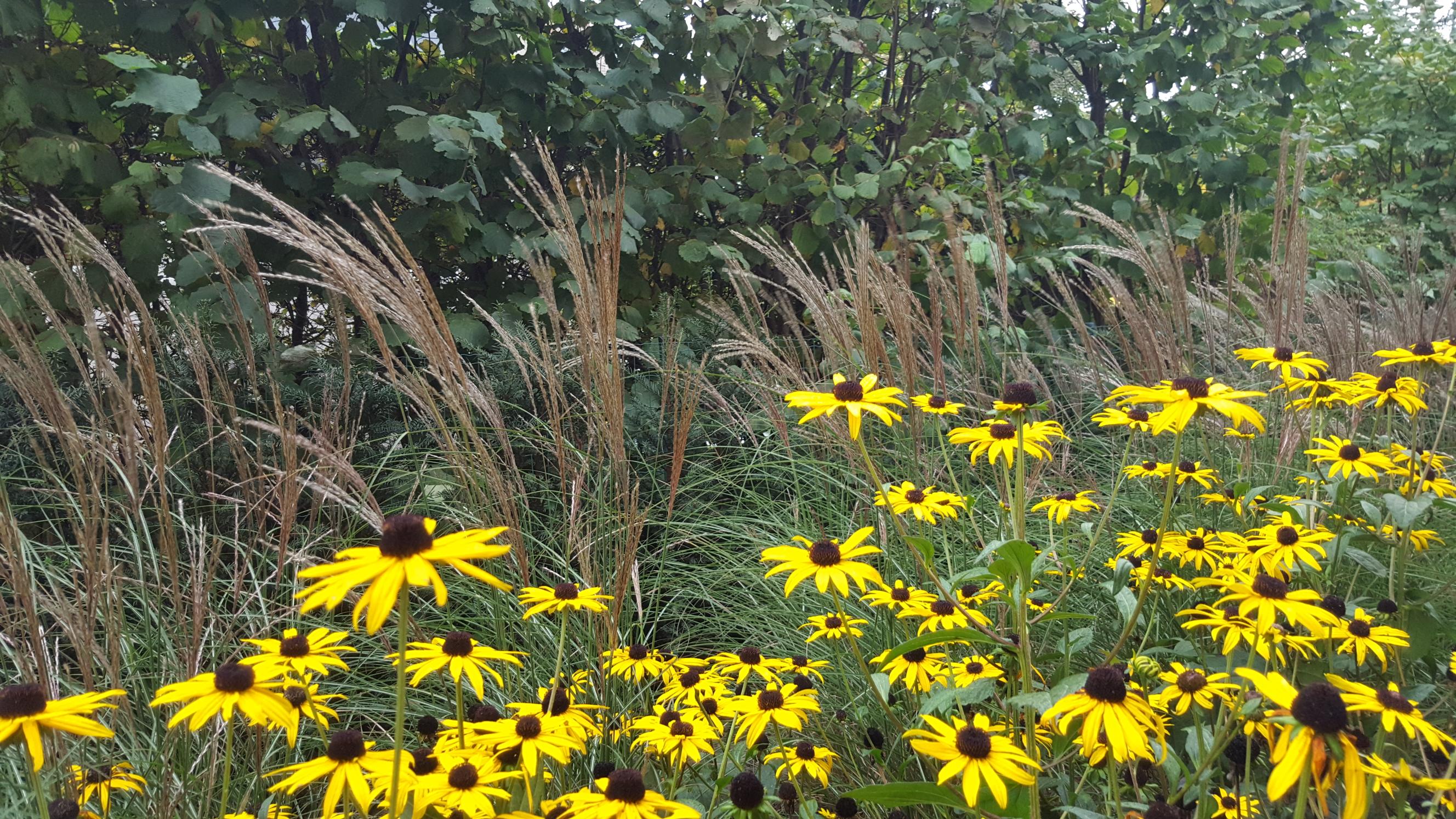 Bloemen en planten in de tuin