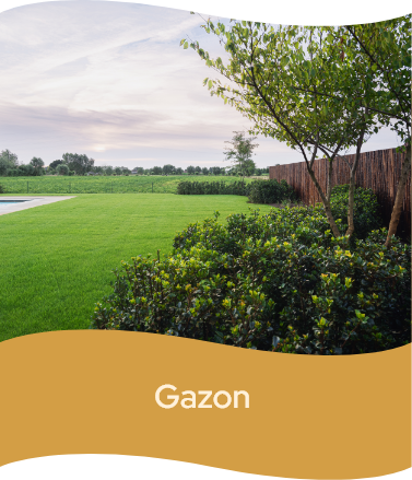 Gazon